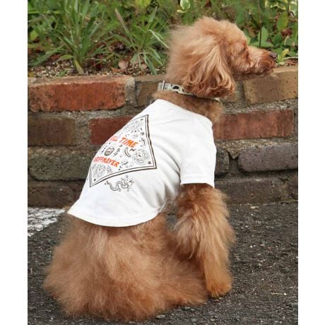 [^:D2437852]sKRIFF MAYER tACeu`^CT (o_i)vtRbg100%̃IWi20/-Vfނ{fBɎgpTVcłBҖ]CHILLTIMEV[ỸhbOEFAoBX[xjÂo_iOtBbNI蒆ɂMr.K̃byʒuɎtꂽVѐSACełBV[tĂ܂IRZvg̃I[i[ACeiiԁF2437808jWJĂ܂̂ŁAyAEt@~[łNR[fȂǂy߂܂Bn[lX͂܂BLTCYXLTCYɑ傫ȍ܂Bl悭m߂B-------------------------ňFFȂLkF₠藠nFȂPA@F@􂢉-------------------------KRIFF MAYER(NtC[){̎RC[W`FƁAVvŗVѐSfUCŁA^ꂵɂϋv̂鍂iȕAYEfB[XELbYAɃhbOEFA܂ŕLWJBƑ݂Ȃ̖ɉƊy͂܂B