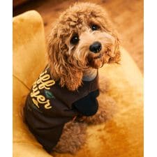 クリフメイヤー(KRIFF MAYER)の【全7色×5サイズ展開！】もちのび Tシャツ ロゴ ドッグウェア