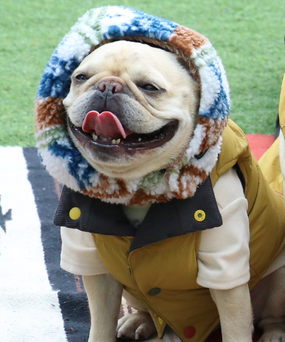 顔周りもぽかぽか！】ニンジャりん バラクラバ ドッグウェア 犬用 全3