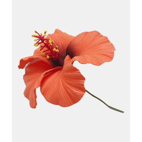 [^ԁFYCYZ4311-2024]yāAAŗ̓IȃnCrXJXsbNB߂וɂ̓C[ĂAĎ݂`ɐĂg܂B֑}ɂĂA܂Ƃ߂ĂĂA݊̂sbNłB