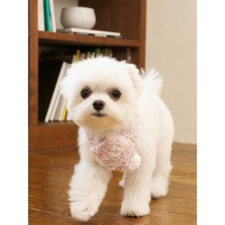 [^ԁFPAGG255572]<b><font color=red>ӎsǕiEƈقȂi͂ꍇȊO̕ԕiE͂󂯂ł܂BCAT&DOGiɊւẮAꂽꍇ͕ԕiEECsɂȂ܂Bql̂siC[WႤATCYȂAsvɂȂjɂԕiE͏Ă܂B<^font><^b><b>y||WJ[̃WF[g}t[z<^b><b>yFabricz<^b><b>GELATOiWF[gjc<^b>uh̑㖼łfށB܂łӂƏĂꂽP[LX|Ŵ悤ȁAx痣邱ƂłȂ_炩B<b>yDesign^Stylingz<^b>ԐlC&lsquo;WF[gfgpV[YAN̓jAX̂郁WJ[œoꂵ܂BŜɑ傫ȃSWK[hvXAND]}t[łBNSEMɉāA傫߂LTCY3TCYWJB[Ƀ||tĂAU̗₦h~ɂ͂Aʐ^ɂffUCłBF̓u[AsN2FpӁBV[ỸvI[o[uPbgƃR[fBl[gAMtgɂ߂̃ACełBƖ̊֌WɂAۂFČꍇ܂B܂p\REX}[gtHȂǂ̊ɂA኱iƉ摜̃J[قȂꍇ܂B\߂Bi̐F́AiPi摜QƉB i摜̓Tv̂߁AFTCY̎dlɕύXꍇ܂̂ŁA\߂B