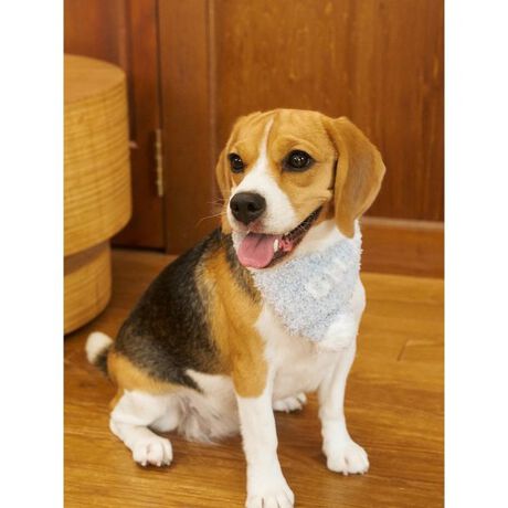 [^ԁFPAGG255572]<b><font color=red>ӎsǕiEƈقȂi͂ꍇȊO̕ԕiE͂󂯂ł܂BCAT&DOGiɊւẮAꂽꍇ͕ԕiEECsɂȂ܂Bql̂siC[WႤATCYȂAsvɂȂjɂԕiE͏Ă܂B<^font><^b><b>y||WJ[̃WF[g}t[z<^b><b>yFabricz<^b><b>GELATOiWF[gjc<^b>uh̑㖼łfށB܂łӂƏĂꂽP[LX|Ŵ悤ȁAx痣邱ƂłȂ_炩B<b>yDesign^Stylingz<^b>ԐlC&lsquo;WF[gfgpV[YAN̓jAX̂郁WJ[œoꂵ܂BŜɑ傫ȃSWK[hvXAND]}t[łBNSEMɉāA傫߂LTCY3TCYWJB[Ƀ||tĂAU̗₦h~ɂ͂Aʐ^ɂffUCłBF̓u[AsN2FpӁBV[ỸvI[o[uPbgƃR[fBl[gAMtgɂ߂̃ACełBƖ̊֌WɂAۂFČꍇ܂B܂p\REX}[gtHȂǂ̊ɂA኱iƉ摜̃J[قȂꍇ܂B\߂Bi̐F́AiPi摜QƉB i摜̓Tv̂߁AFTCY̎dlɕύXꍇ܂̂ŁA\߂B