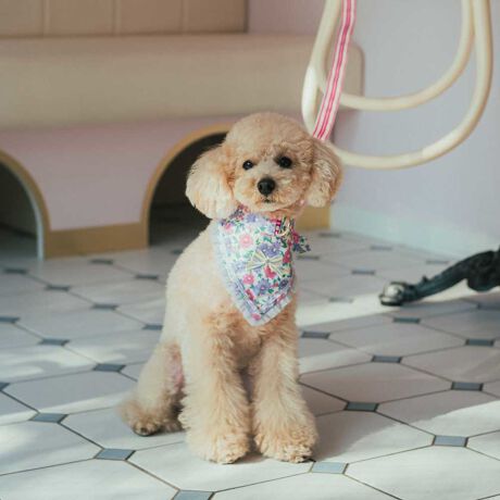 [^:6051-2005]OpXJ[tt̃̎ւVoIXJ[t͎ւO\Ȃ̂ŁAʕ̃XJ[tɕtւAXJ[tOĂN`ʂɂ͕ۗ܂|Pbgtłɉ΍I܂ȃXJ[tł߂ĈꏏɂoBƂ̂U^CyKɂȂ܂悤Ɂ􁦏iɎgĂiXJobNȂǂ̋͊O\[ł͂܂BJriŏォ烍bNȂǈSɂgpBUpɊւ鎖̂ɂ܂Ă͐ӔC𕉂˂܂B