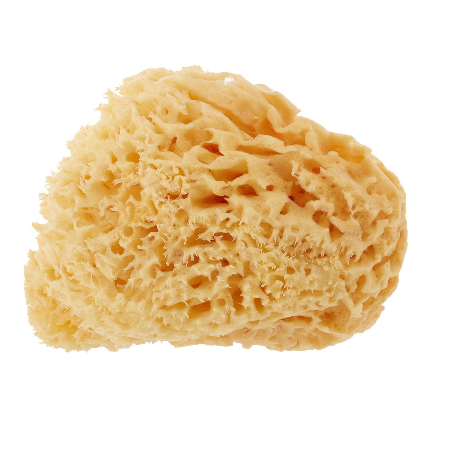 [}C]{fBX|W Bellini x[j ʔ VRCȃX|W VRC njR SA16 L/obN[ht@~[iBACKYARD FAMILYj LTCYi1416cmj