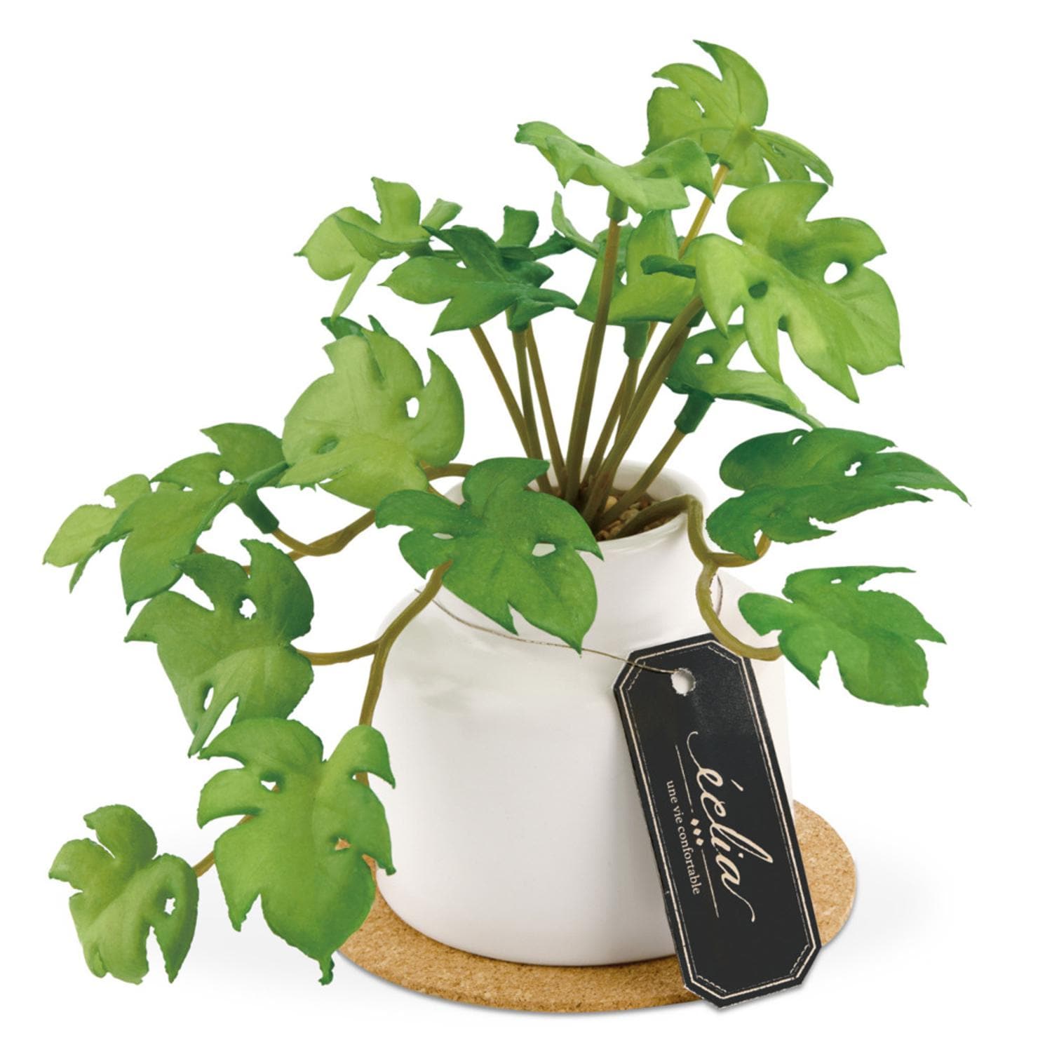 [}C]GNA LA[eBtBVO[ |bgSTCY/obN[ht@~[iBACKYARD FAMILYj MIniMonstera