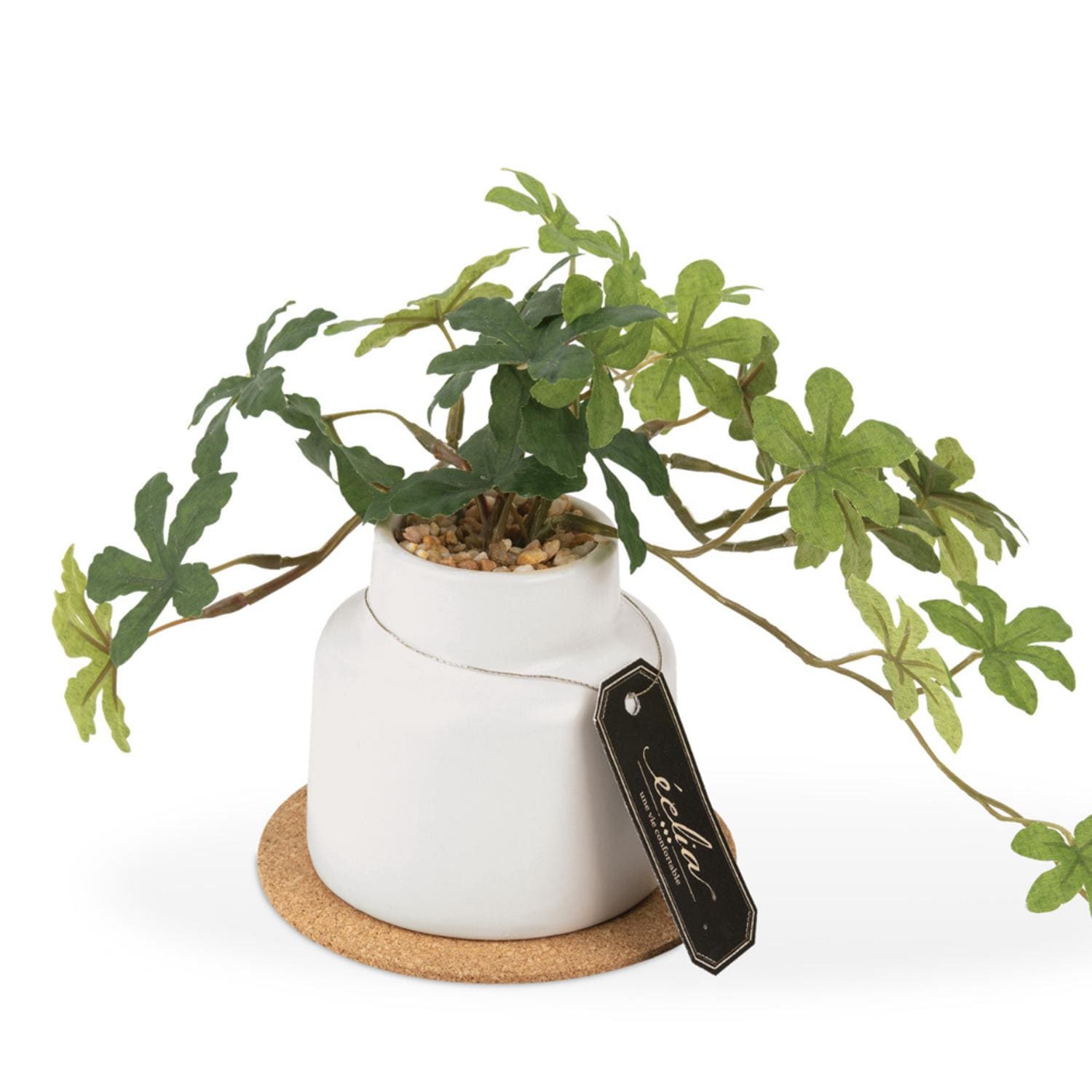 [}C]GNA LA[eBtBVO[ |bgSTCY/obN[ht@~[iBACKYARD FAMILYj Sugarvine