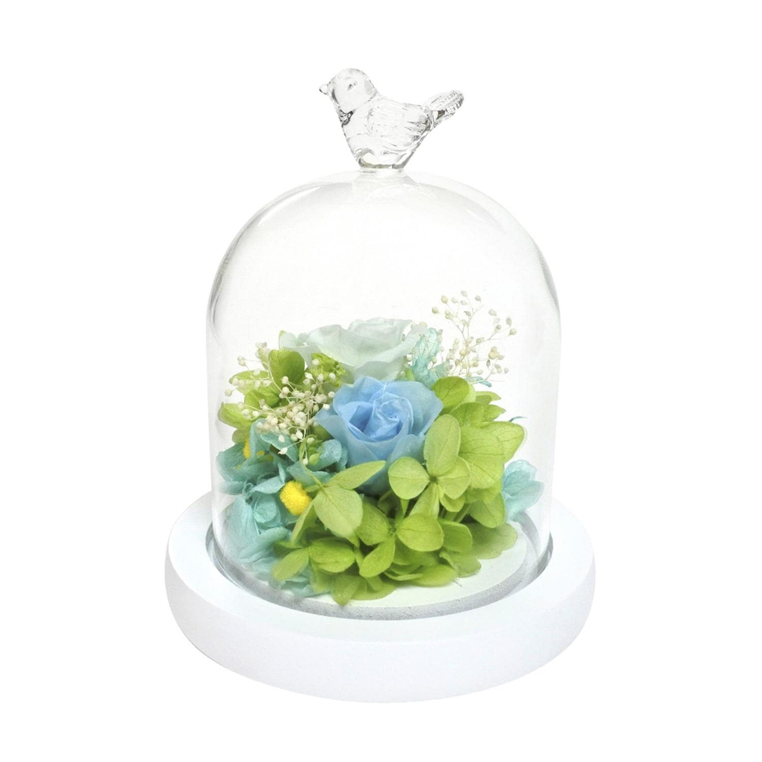 [}C]`[th[AWg/obN[ht@~[iBACKYARD FAMILYj o[hu[