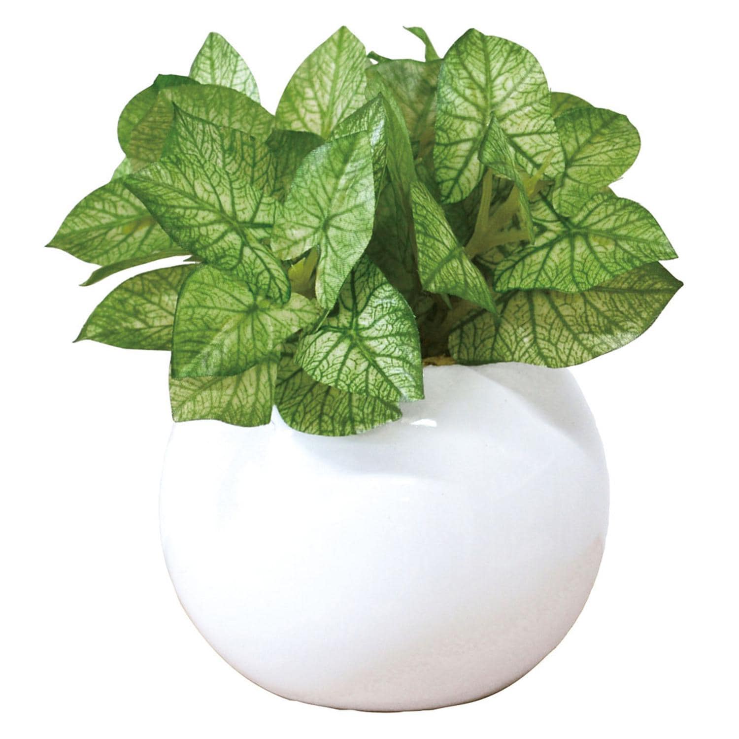 [}C]G} Eh|bgL/obN[ht@~[iBACKYARD FAMILYj VSjE