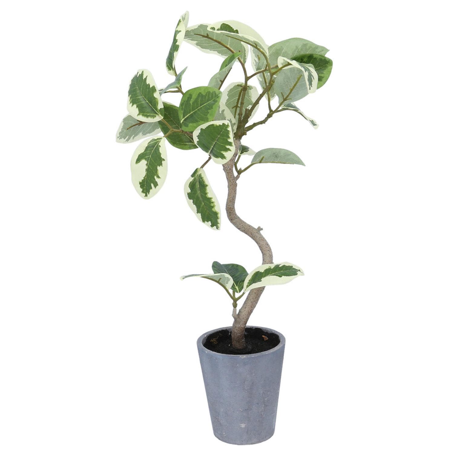 [}C]tBJXAeV}|bg/obN[ht@~[iBACKYARD FAMILYj O[