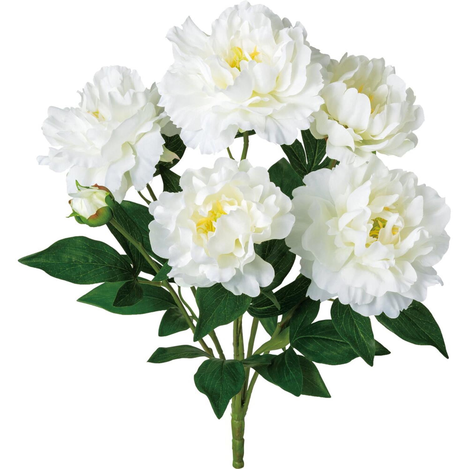 [}C]sIj[ubV/obN[ht@~[iBACKYARD FAMILYj zCg
