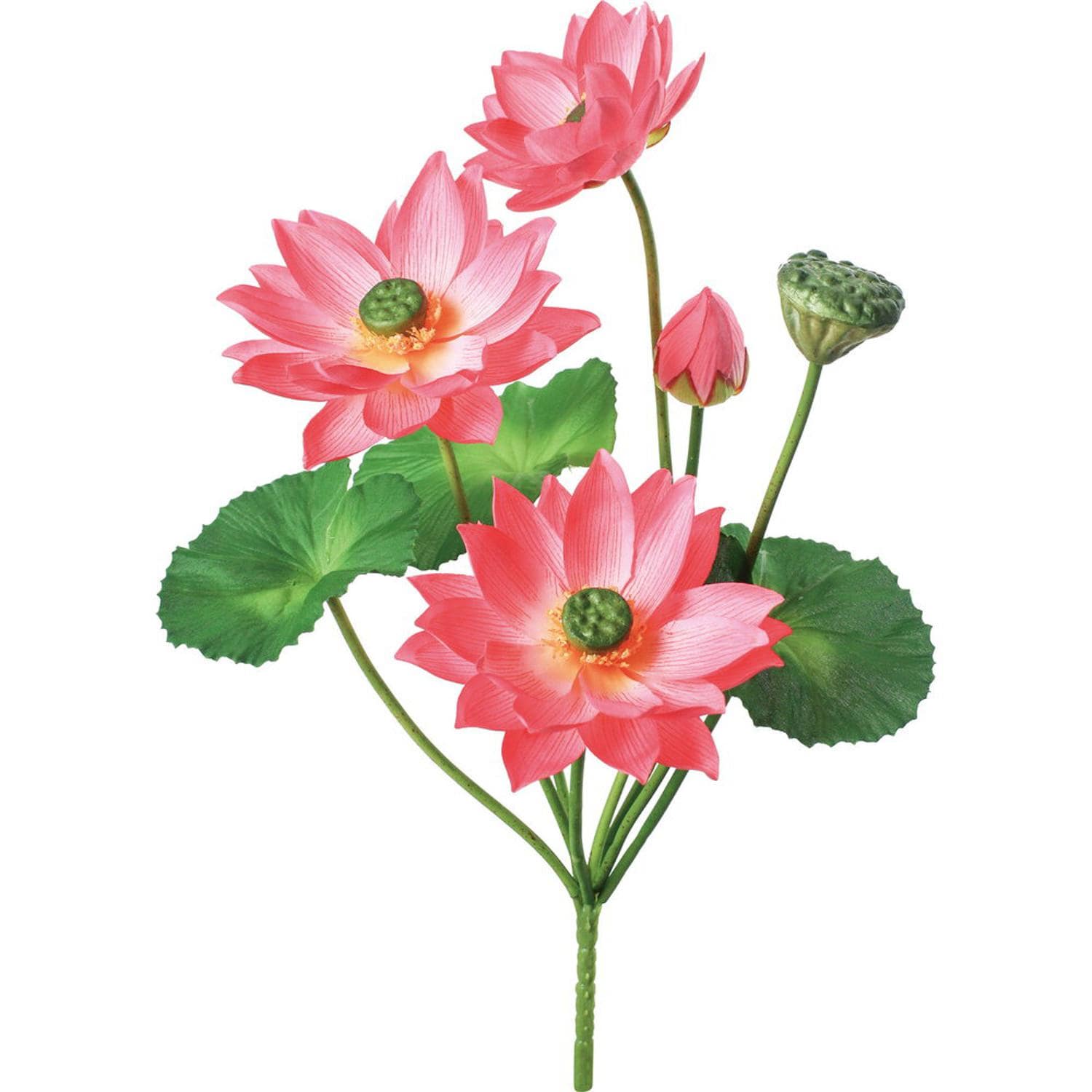 [}C][^XubV/obN[ht@~[iBACKYARD FAMILYj sN