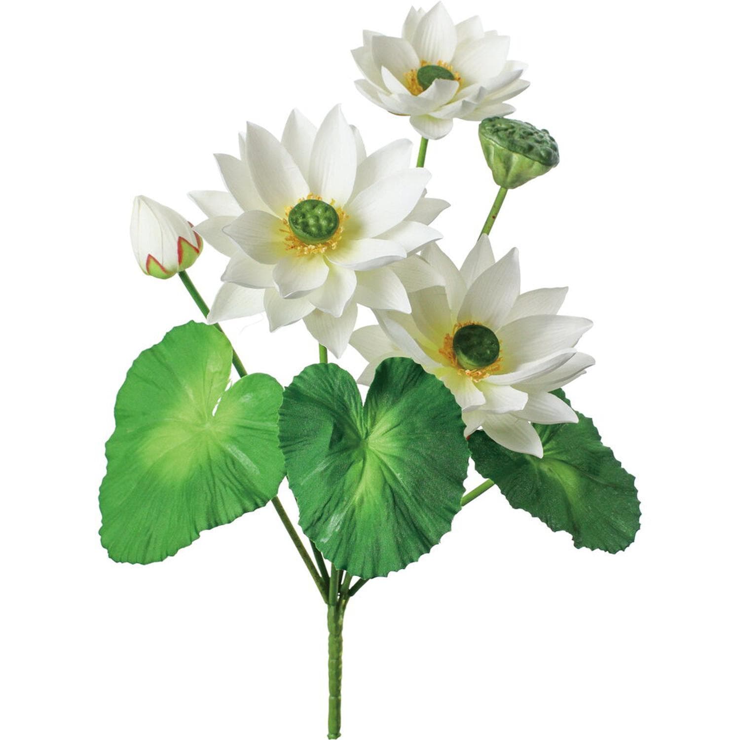 [}C][^XubV/obN[ht@~[iBACKYARD FAMILYj zCg