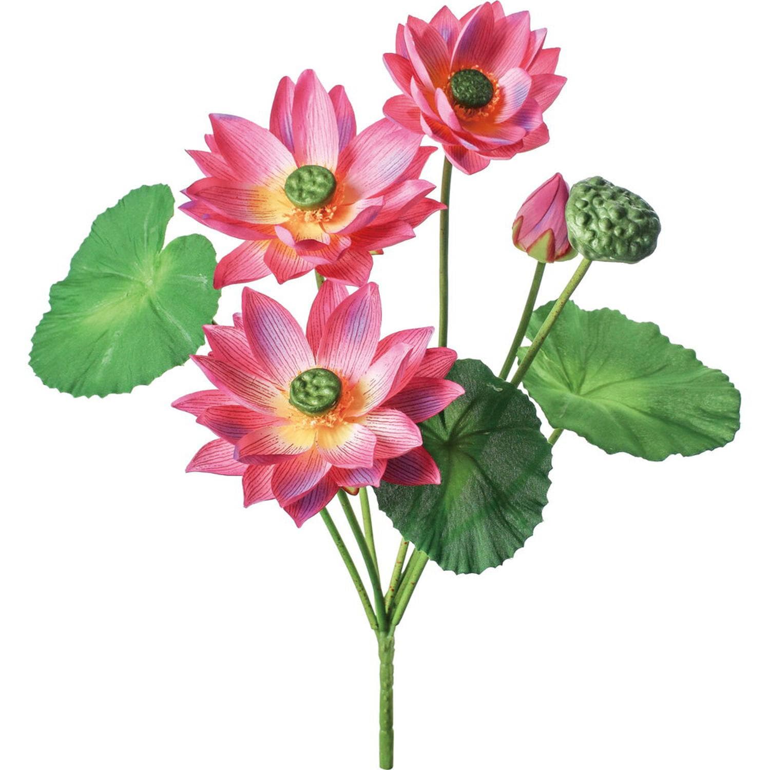 [}C][^XubV/obN[ht@~[iBACKYARD FAMILYj x_[