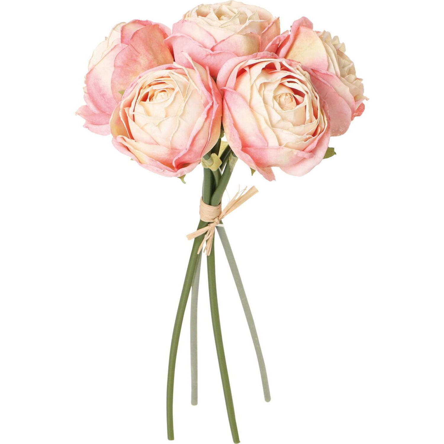 [}C]pt[[Yoh/obN[ht@~[iBACKYARD FAMILYj CgsN