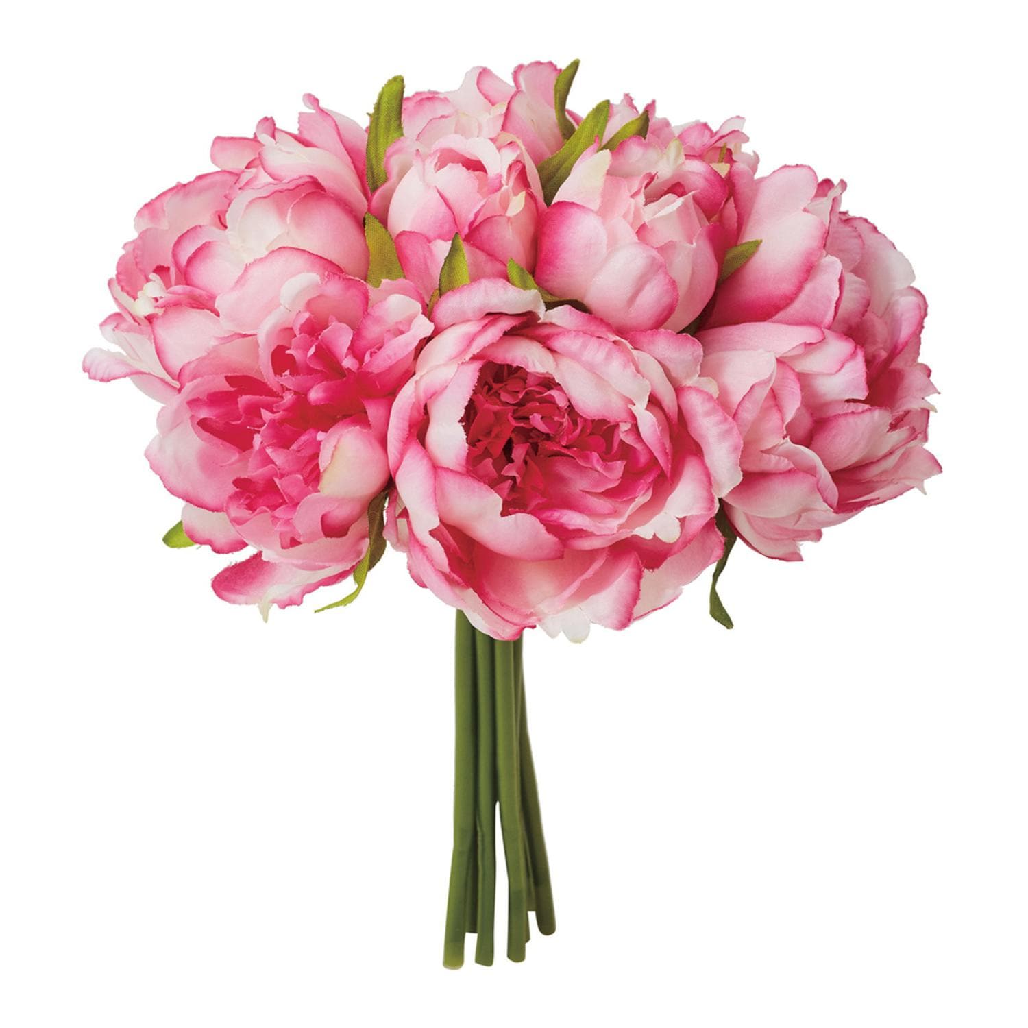 [}C]sIj[u[P/obN[ht@~[iBACKYARD FAMILYj zCgr[eB[