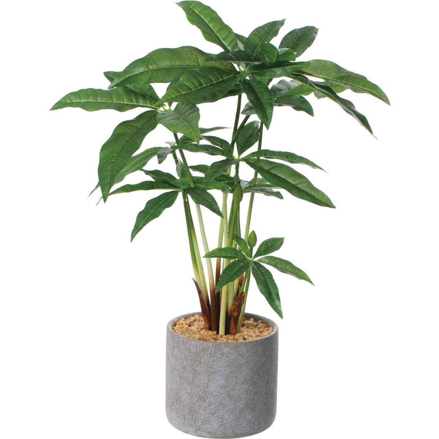 パキラ 斑入り」の人気商品一覧 | 安い商品を通販サイトから探す