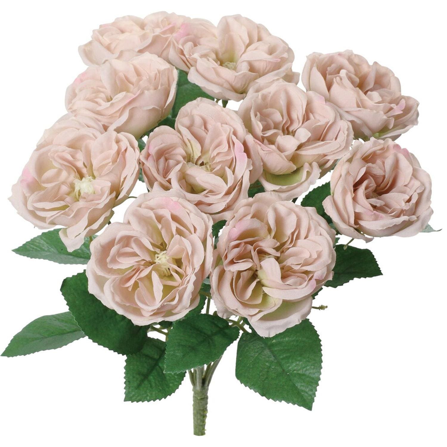 [}C]K[f[YubV/obN[ht@~[iBACKYARD FAMILYj Cgx_[