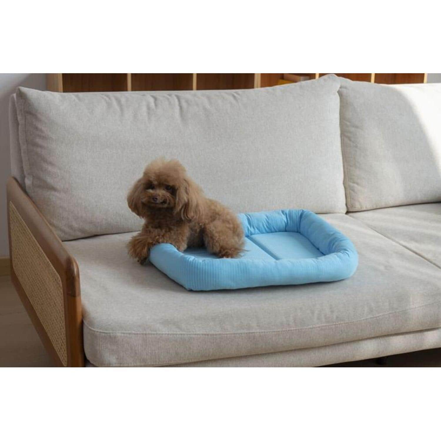 [}C]ڐG⊴fރybgxbh lp/obN[ht@~[iBACKYARD FAMILYj u[