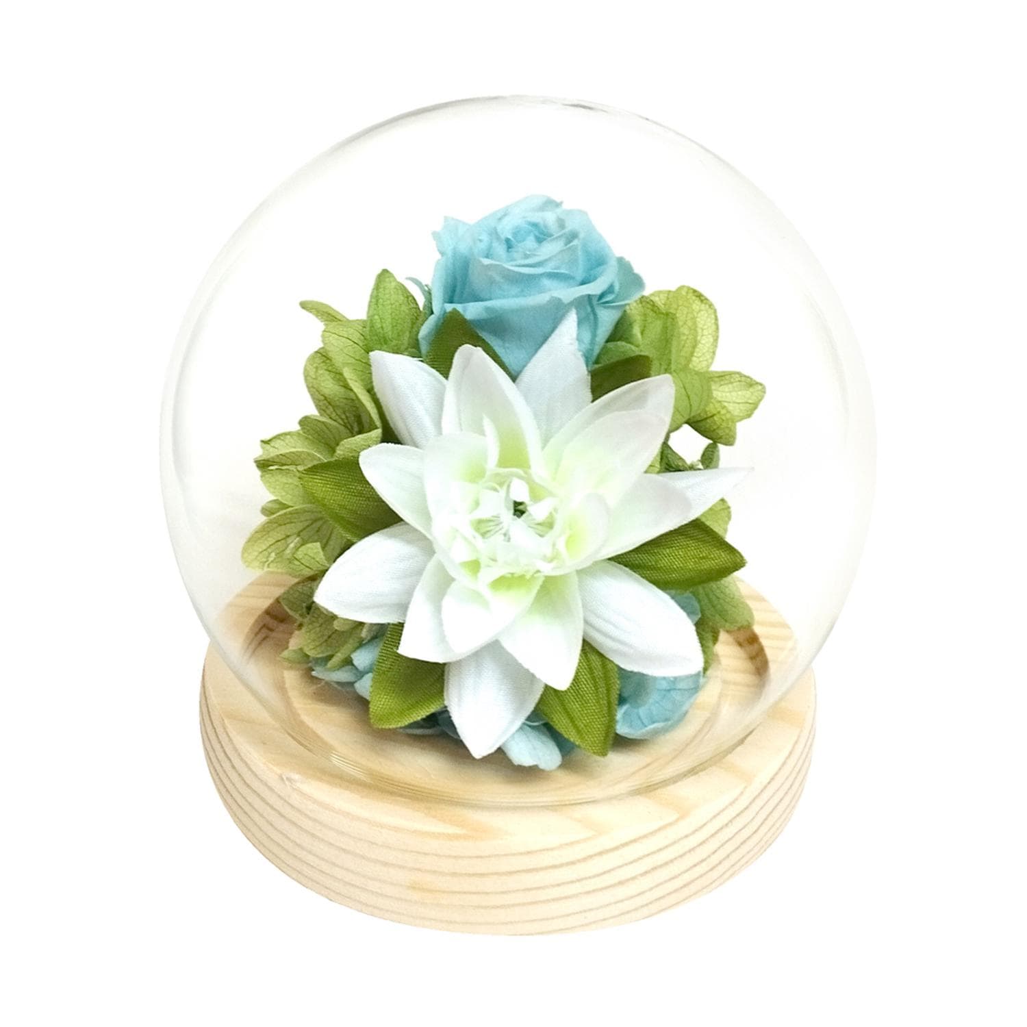 [}C] KXh[ lGƗ/obN[ht@~[iBACKYARD FAMILYj ănX