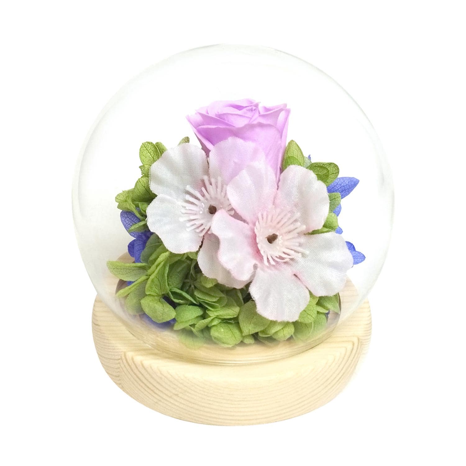 [}C] KXh[ lGƗ/obN[ht@~[iBACKYARD FAMILYj 퐶