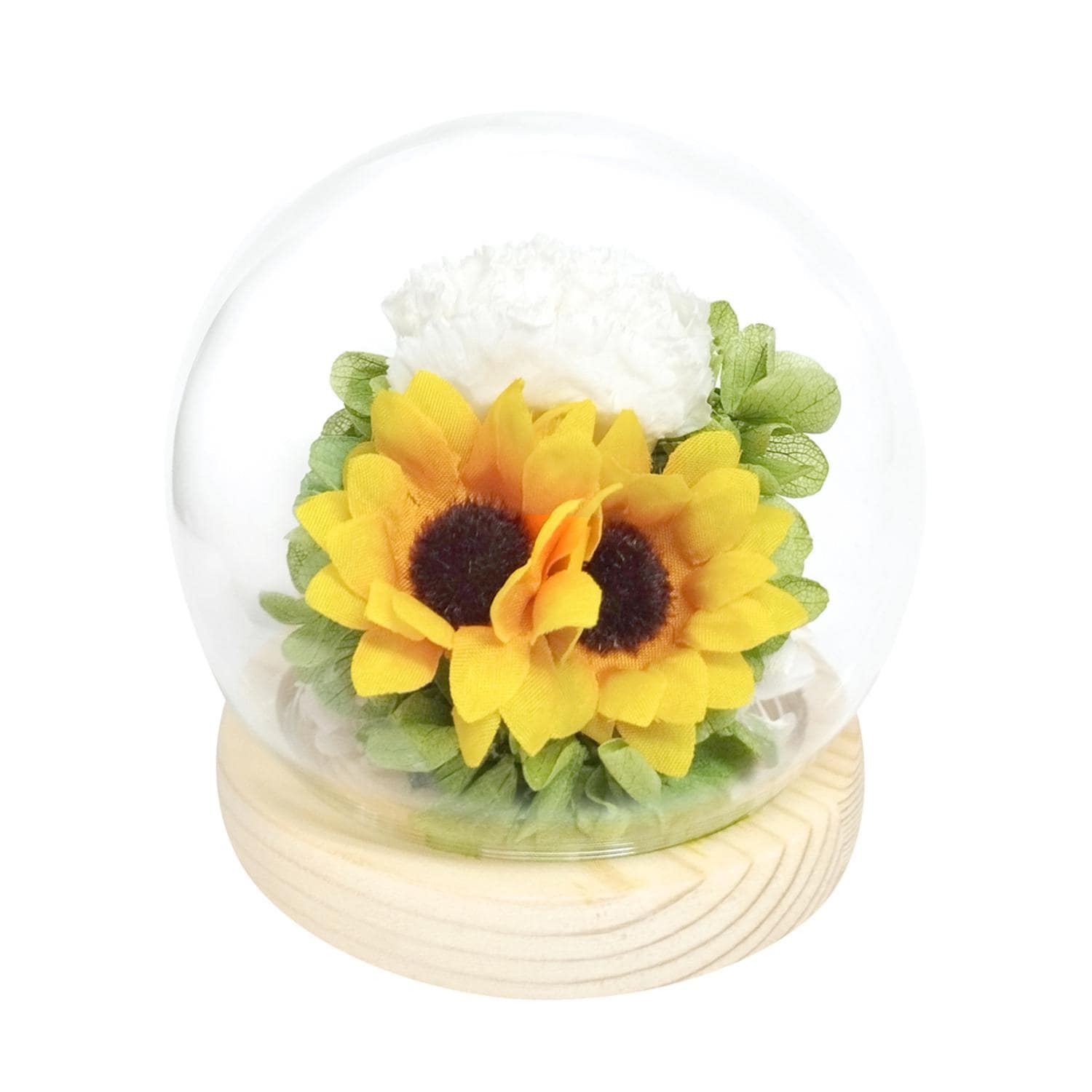 [}C] KXh[ lGƗ/obN[ht@~[iBACKYARD FAMILYj t