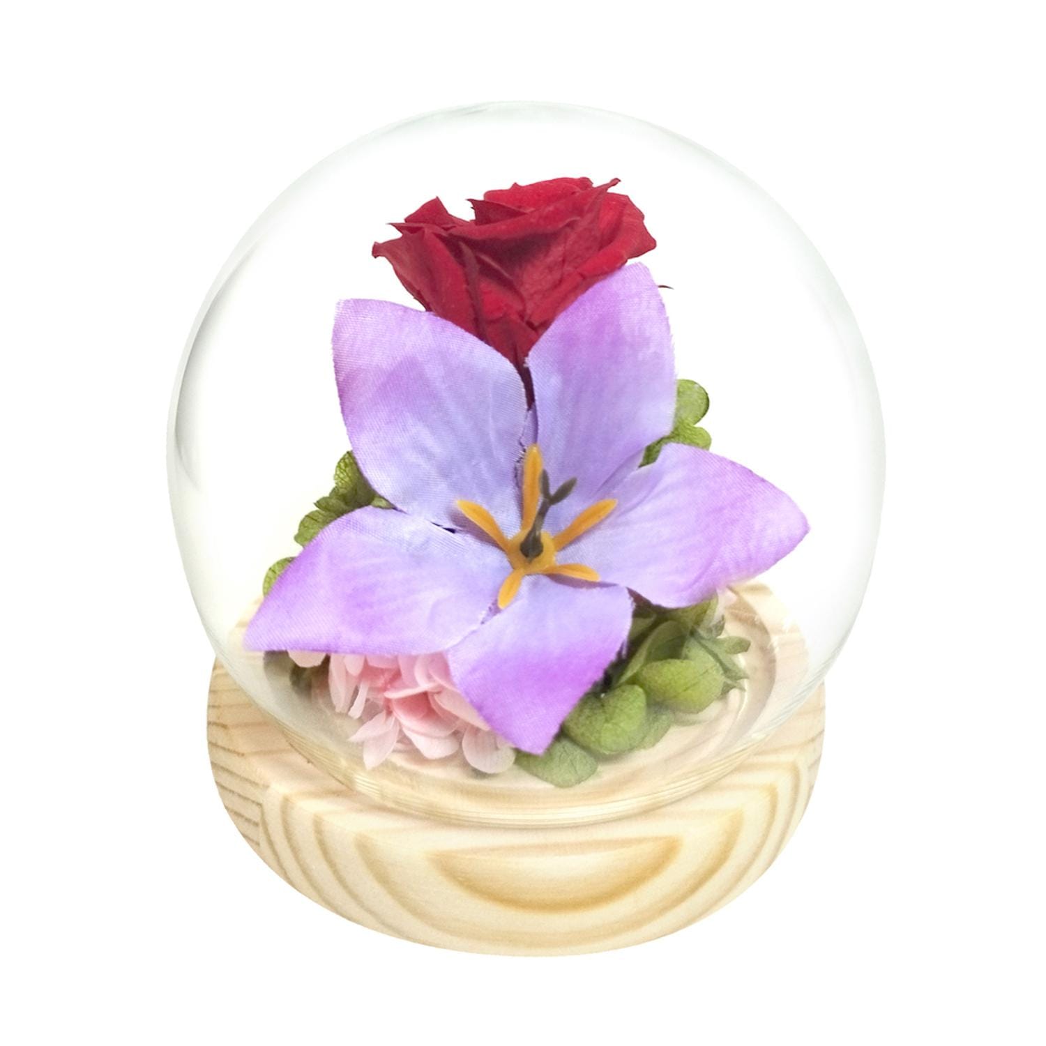 [}C] KXh[ lGƗ/obN[ht@~[iBACKYARD FAMILYj 