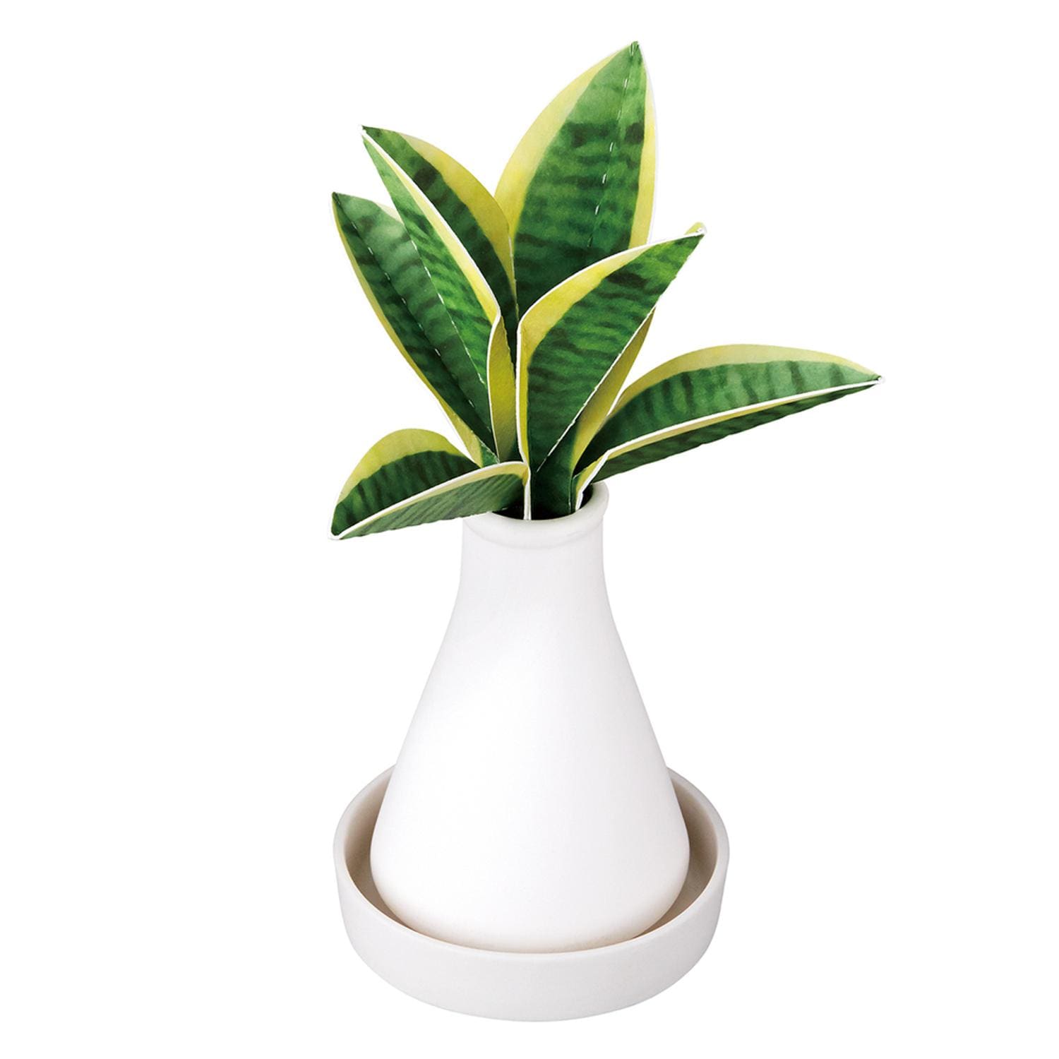 [}C]Beauwell r[EF SuPot ϗt/obN[ht@~[iBACKYARD FAMILYj TTxA