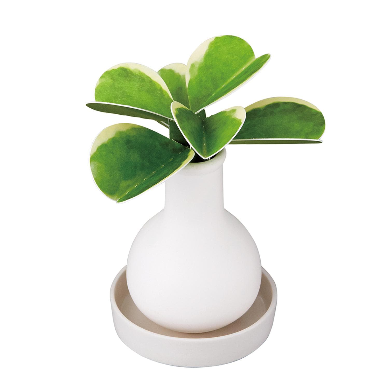 [}C]Beauwell r[EF SuPot ϗt/obN[ht@~[iBACKYARD FAMILYj zJ[[