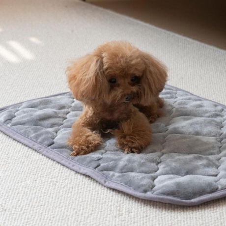 [^:trygoods42]yuhz TEREY(eB[A[C)yiz v~Atlybgpbh LLy[J[^ԁz yizdC炸ňSIlԂ̐QƓfނōv~Atlybg}bgy~ߕtłǂł~zzbgJ[ybgΉ̃{fBOHŃt[O͂AzbgJ[ybg⏰g@\̃tAɂΉBS̗͂Ńs^bƎ~߂̂ŁASzȂByddC̎gpȂS݌vzdCg킸ɁẢŒ~MۉBd̐SzȂASĎg݌vBy^`^TCY܂őΉzTCỸ񂩂A^TCỸ܂Ŏg4TCYWJBlRȀɂ߁By̐@Ő􂦂zꂪCɂȂOɁATbƐ@Ő􂦂yfށz\Fn߃tl170`205/m2A|GXe100%^F~߉H|W[A|GXe100% AWHlߕF|GXe100%A120/m2yYz yTCYz[c]50cm~[]90cmydʁz195gyӓ_zԓɂACARȂǂɂFFڂ肷邱Ƃ܂B舵̍ۂ́AipbP[WȂǂɋLڂĂi\AAeV^OAgp̒ӎȂǂKmFB{̖ړIȊOɂ͂gpɂȂȂŉBJ⃂j^[̐ɂA摜Ǝ̐F̈Ⴂꍇ܂̂ł肢܂BypV[zv[g 蕨 Mtg Ԃ zj V j jybgp pbh LL ʔ p}bg ybgp}bg ybg}bg ybgpbh ybgppbh ~pbh }bg tl ΍ h΍ ybg   ~ ׂ~ 􂦂 炩 _炩 炩 ~ObY L ˂ lR