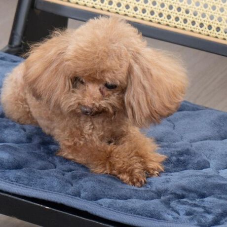 [^:trygoods40]yuhz TEREY(eB[A[C)yiz v~Atlybgpbh My[J[^ԁz yizdC炸ňSIlԂ̐QƓfނōv~Atlybg}bgy~ߕtłǂł~zzbgJ[ybgΉ̃{fBOHŃt[O͂AzbgJ[ybg⏰g@\̃tAɂΉBS̗͂Ńs^bƎ~߂̂ŁASzȂByddC̎gpȂS݌vzdCg킸ɁẢŒ~MۉBd̐SzȂASĎg݌vBy^`^TCY܂őΉzTCỸ񂩂A^TCỸ܂Ŏg4TCYWJBlRȀɂ߁By̐@Ő􂦂zꂪCɂȂOɁATbƐ@Ő􂦂yfށz\Fn߃tl170`205/m2A|GXe100%^F~߉H|W[A|GXe100% AWHlߕF|GXe100% A120/m2yYz yTCYz[c]35cm~[]50cmydʁz60gyӓ_zԓɂACARȂǂɂFFڂ肷邱Ƃ܂B舵̍ۂ́AipbP[WȂǂɋLڂĂi\AAeV^OAgp̒ӎȂǂKmFB{̖ړIȊOɂ͂gpɂȂȂŉBJ⃂j^[̐ɂA摜Ǝ̐F̈Ⴂꍇ܂̂ł肢܂BypV[zv[g 蕨 Mtg Ԃ zj V j jybgp pbh M ʔ p}bg ybgp}bg ybg}bg ybgpbh ybgppbh ~pbh }bg tl ΍ h΍ ybg   ~ ׂ~ 􂦂 炩 _炩 炩 ~ObY L ˂ lR