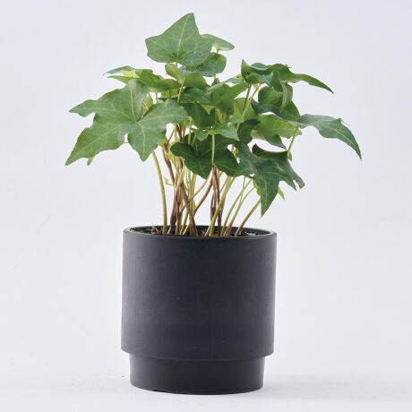 [^:skstep15]yuhz m[uh NO BRANDyiz SK Xebv 15.5xH15y[J[^ԁz yizyԂAƂƂɍʂzJtłȁATCNv|bguSK Xebv 15.5xH15vByɗDTCNfށzpvX`bNpATCNfނ̗pBGRɌqACeyĉȂi`Ȏdオzؕ邱ƂŃcA}bgȎɁBVvŖOAdオByϋv̂ŁAɂzΕ邱ƂɂAyʂȂvByx̗Ȃǂł΁Aɂ̂|CgByRꂹAg蔲Qzώ_EϐHɗDARꂵȂfށBAW┫Jo[ɃZñZbgsvByX^bLOłăXgbNɍœKz`̊ɒit邱ƂŁAd˒uOKBԉȂǂł̃XgbNȃXy[XByAW݂Ŏg낢zhȂǂ̍HŁAJ\BJo[At[AWgpƂĂd󁝁ijt[AWgpƂĎgpۂ́At[tH[izX|WjpӂBc5TCYɓKByIԂ̂yJ[OzFAANZgɂȂJ[LxɃCibvBFႢ߁yfށzvX`bNyYz yTCYz[c]15cm^[㕔a]15.5cm^[ꕔa]14cmTCY͓Xv̎TCYłBۂ̏iȂтɃ[J[\LTCYƂ͑̌덷ꍇ܂B炩߂Bydʁz543gyӓ_z舵̍ۂ́AipbP[WȂǂɋLڂĂi\AAeV^OAgp̒ӎȂǂKmFB{̖ړIȊOɂ͂gpɂȂȂŉBJ⃂j^[̐ɂA摜Ǝ̐F̈Ⴂꍇ܂̂ł肢܂BypV[zv[g 蕨 Mtg Ԃ zj V j jAؔ vX`bN ی^ ʔ SK Xebv 15.5xH15   5 Jo[ v^[ v|bg v^[Jo[ A |bg A  y y ϗtA t[AWg CeA TCNv|bg 킢