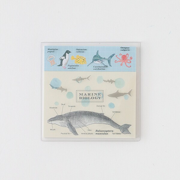 [}C]NAJo[tⳁiCmwj/X^fBzbNiSTUDY HOLICj