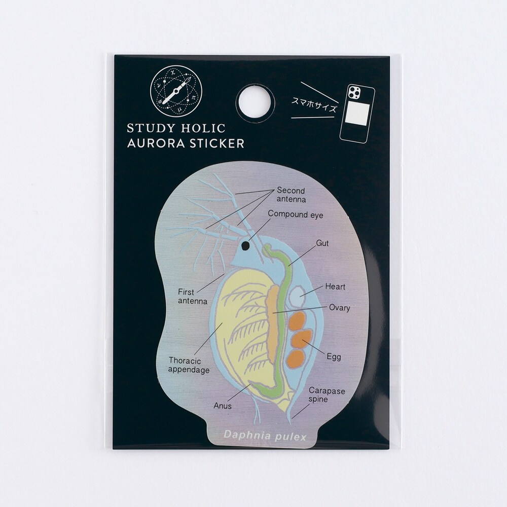 [}C]I[XebJ[iw/~WRj/X^fBzbNiSTUDY HOLICj