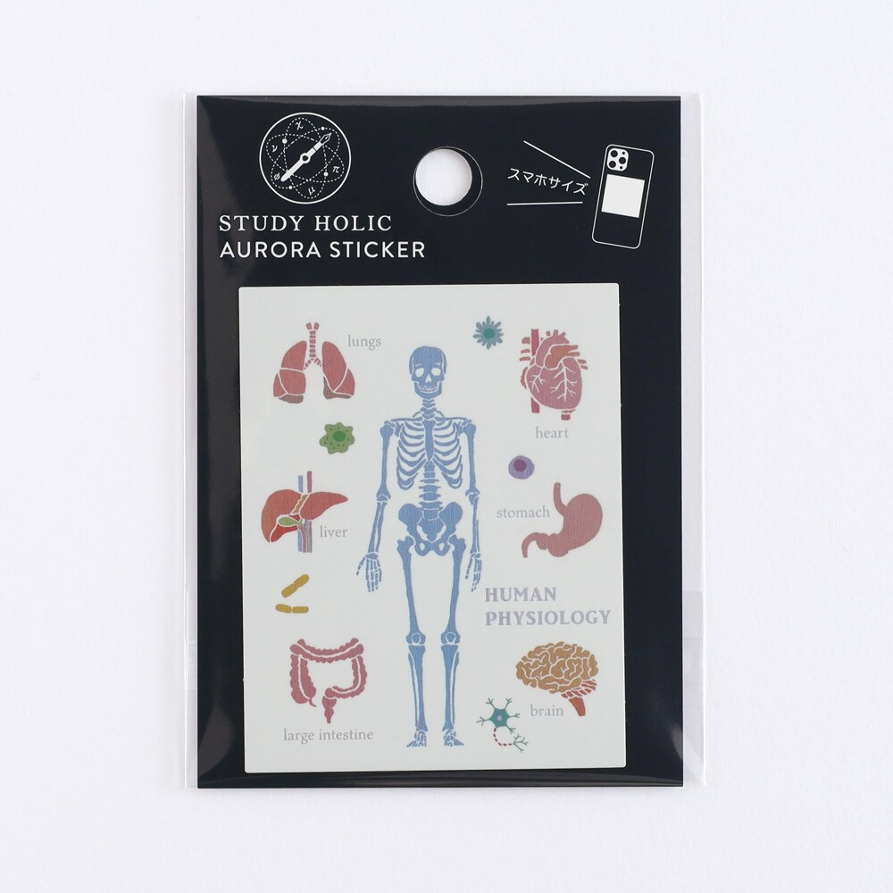 [}C]I[XebJ[ilސwj/X^fBzbNiSTUDY HOLICj