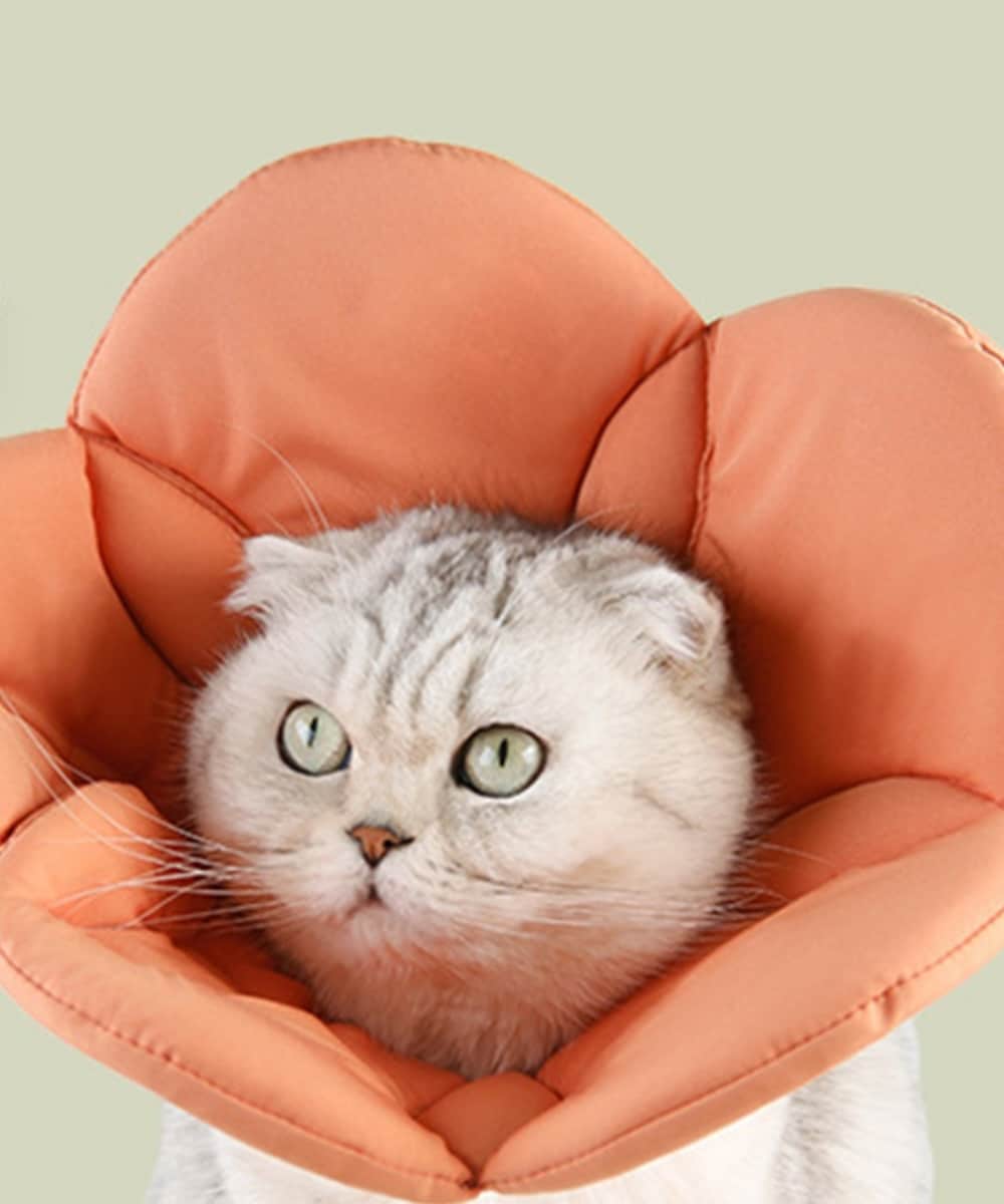 ネコ エリザベス カラー 犬 猫 ペット 花形 | アイモハ(aimoha