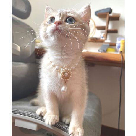 [^:mosnt469526a]ӂGKgȃfUCŁA܂ŃvZX݂ɑϐgIp[r[YƂԃ`[tAƌ`[tœʊՂBLOBe₨łR[fɂ҂ByĒSnIpANZT[łB[h̎t͂ł܂BYɂāATCYdlقȂꍇ܂B