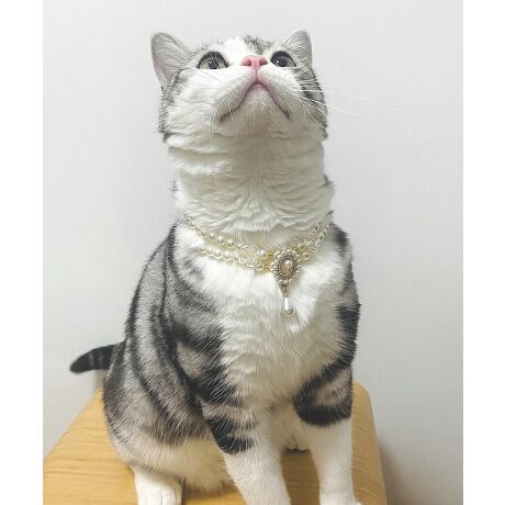 [^:mosnt469526a]ӂGKgȃfUCŁA܂ŃvZX݂ɑϐgIp[r[YƂԃ`[tAƌ`[tœʊՂBLOBe₨łR[fɂ҂ByĒSnIpANZT[łB[h̎t͂ł܂BYɂāATCYdlقȂꍇ܂B