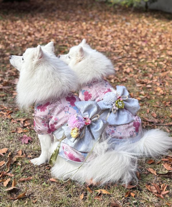 [�}���C]�yCAT&DOG�z ������ �y�b�g�E�F�A �yXS-2L�z/���˂����܁E�����ʂ��܁iONEKOSAMA OINUSAMA�j �A���e�B�[�N���[�Y