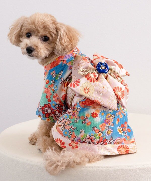 [}C]yCAT&DOGz  ybgEFA yXS-2Lz/˂܁Eʂ܁iONEKOSAMA OINUSAMAj u[