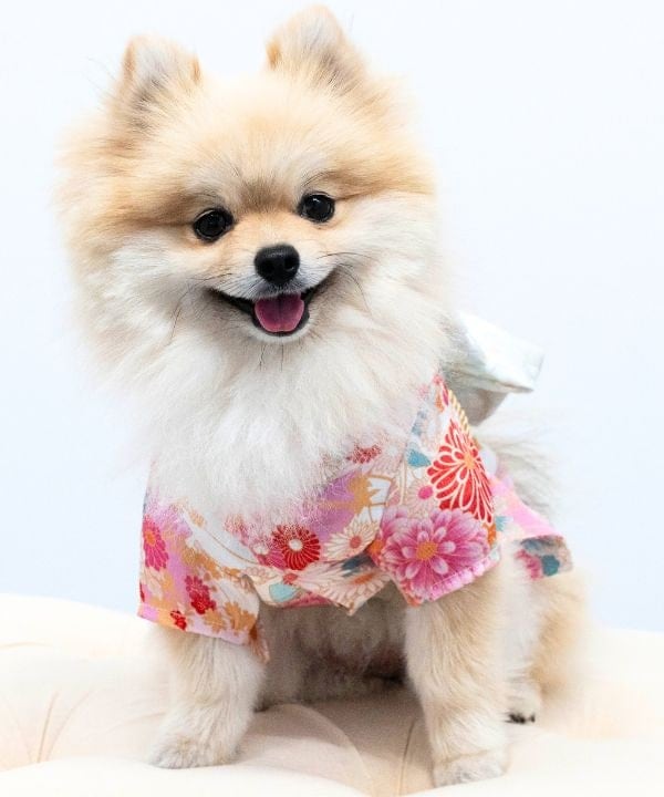 [}C]yCAT&DOGz  ybgEFA y3L-6Lz/˂܁Eʂ܁iONEKOSAMA OINUSAMAj sA}[_