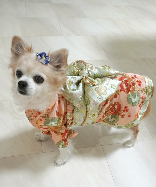 [}C]yCAT&DOGz  ybgEFA y3L-6Lz/˂܁Eʂ܁iONEKOSAMA OINUSAMAj s[`