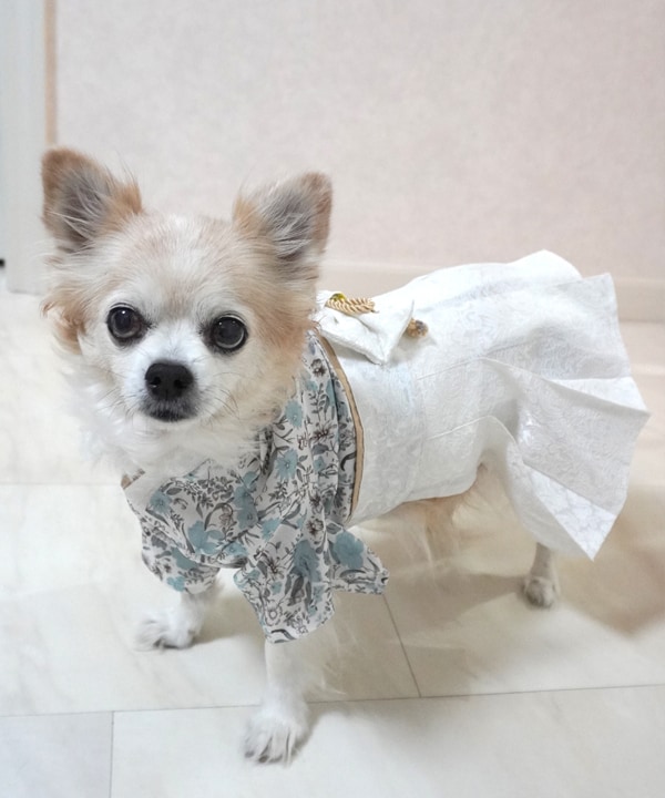 [}C]yCAT&DOGz ѕ ybgEFA y3L-6Lz/˂܁Eʂ܁iONEKOSAMA OINUSAMAj ԕu[O[