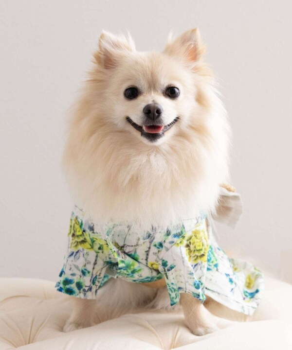 [}C]yCAT&DOGz  ̎q ybgEFA (XS-3L)/˂܁Eʂ܁iONEKOSAMA OINUSAMAj Gh