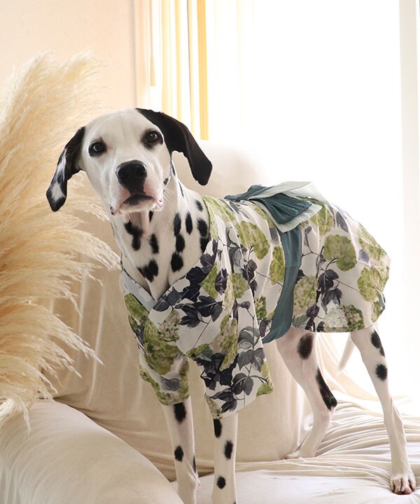 イタグレ　ウィペット　浴衣　GIRLS イタグレ ウィペット 浴衣 GIRLS