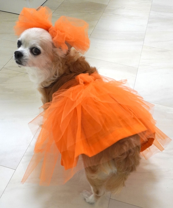 [}C]yCAT&DOGz ``  { Zbg ybgEFA [XS-3L]/˂܁Eʂ܁iONEKOSAMA OINUSAMAj IW