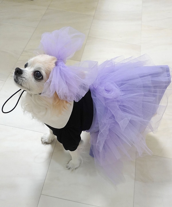 パープル猫様 パープル猫様 パープル猫様 パープル猫様 楽天市場