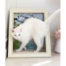 おねこさま・おいぬさま(ONEKOSAMA OINUSAMA)の名画クールハウス