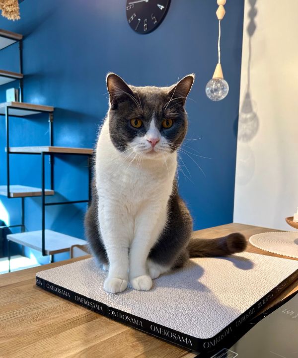 [}C]IWi܂ƂmMTCYn/˂܁Eʂ܁iONEKOSAMA OINUSAMAj zCg