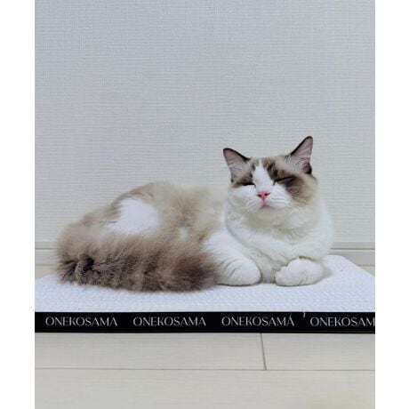 [^:ONS-0104-M]ӂAvŃS~oɂI肻łȂA^ȃCeAf܂Ƃ߃TCÝFONS-0104-SPOINTINZɂȂAoo~܂ȂI@▭ȊoŁA˂܂u_ɂv܂ƂǂɂĂŃCeAɂfJXoɂI@˂܂̒܂Ȃx_{[LQNA@SGSŏؖꂽSȑfށ@_{[fނɂƂƂ񂱂ALQɃNA@{AŐmFĂ܂BTCh͂ȃS@iႭ(2cm)AqLVLɂDfUC낮̂ɂ҂@CAQ]ׂTCYʃe[vtYɂA芴QǁAɂݒu\ȗʃe[vt[ʃe[v̎g]Eʂ4pɗʃe[v\ĂAԂtBBEǁAɌŒ肵ĂBǂ⏰ɓ\tۂ́AhǎEނꍇ܂̂łӂB@܂ʖʂł͔S͂܂̂ŁAɂӂBǂɓ\wLтĎgAX^fBO^CvɂIւ̖ڈ_{[܂Ƃ͎̂Ă₷Aւ₷̂|CgI˂܂̒܂ЂȂȂĒ܂ɂɂĂAVɑւĂ܂傤Bwŉď_炩ȂĂ鎞A_{[炵hȂ݂Ȃ݁h̖͗lȂȂA܂Ă鎞ւ̃TCłBql̂gn߂Ă2o߂܂AłS~͂قڂقڏoĂ炸Ă܂Im@nŉꂽꍇ́Ałi^IŐ@ĂBmgp̒ӁnEprȊOɂ͎gpȂłBEL̋߂⍂ȏꏊŎgpȂłBEq܂̎̓͂ɒuȂłBEǕǂ⏰ɓ\tۂ́AhǎEނꍇ܂̂łӂB@܂ʖʂł͔S͂܂̂ŁAɂӂBE˂܂Ɉُ킪ꂽۂ͖{i̎gp𒆎~AbtɑkĂB***********************************ONEKOSAMAi˂܁j