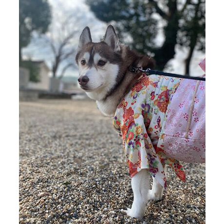 [^:ONS-0057-MBIG]ʂ܁E˂܂̖{iaȘâ߂񕗑fނƐwD̂悤ȑяו܂łiŒڂ̓IɁI⏉wANBeALÔjɂ҂łBPOINTIEfUCE߂fށEOJŒւ炭炭E܂ݍ׍H̃RT[WtELx10TCYWJfUCĂ{ihBpbƖڂ₩ȒEFAłBdˋ݂яȂǍו܂ł@ׂȎdオB݂Ɛɂ̓oCJ[̃pCsOāAĂ݊QłBwANbvɂȂя|CgIfޑ@ׂȌÓTN₩ȁA㎿߂񕗑fނgpB򊴂̂鐼wD蕗̑тn荂ՂBZ₷OJI傫JđOʂƂ̓}WbNe[vŋ݂Ƒт𗯂߂邾Ȃ̂ŁA₷₷Q-}WbNe[vFт݂ɂ_炩fށAy炭IƑŃNR[fIxr[Ƃ낢ɂXS-2LFONS-00573L-6LFONS-0057-BIG***********************************ONEKOSAMAi˂܁j